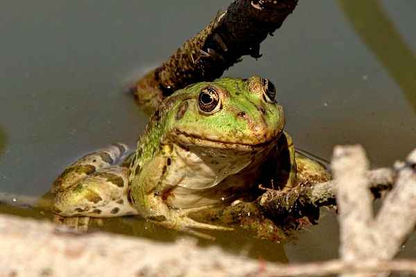 V parních letních dnech by člověk očekával, že žáby budou schované ve vodě a z vody jim budou čouhat jen oči a dýchací otvory tak, jak je vidíme v albu (4).