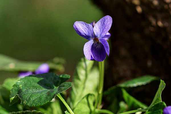 Dalším zástupcem jarních květin je Violka vonná (Viola odorata) lidově zvaná fialka.