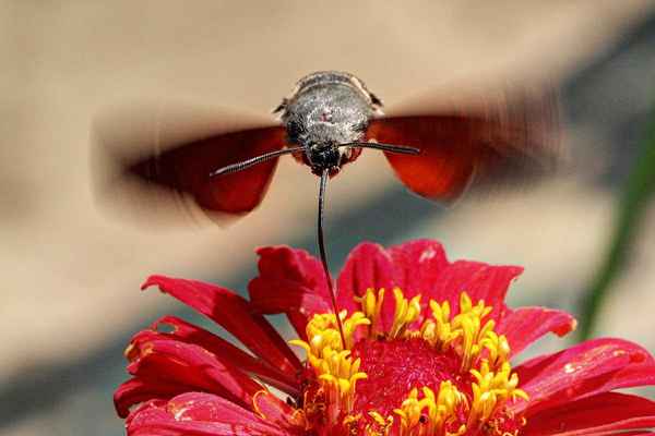 Při sání neusedá na květ a rychlým třepotáním křídel, podobným kolibřičímu letu, se udrží ve vzduchu.