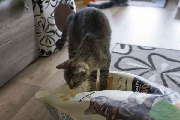 Kočka Žofka s dárečkem z Kočičího přání (převzala dárek po Árčím). Moc děkuje :)