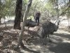 Emus at Walkabout Wildlife Park - Emu si nás oblíbili a chodili všude za náma!