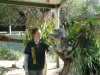 Walkabout Wildlife Park - V "safari" parku s australskou faunou jsme právě přišli včas - nastalo předvádění medvídků koala.