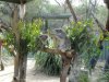 Koalas at Walkabout Wildlife Park - Ve výběhu koal byly ošetřovatelkou šetrně probrány dvě samičky ze spánku a začaly projevovat zájem o své okolí.