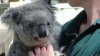 Koalas at Walkabout Wildlife Park - Koalu jsme si mohli pohladit - nejlépe u kořene ocasu. Jiný dotyk, natož braní do náručí, prý tato citlivá zvířátka stresuje...