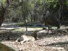 Kangaroo and Emu at Walkabout Wildlife Park - Volně se procházející pštrosy emu a lenošně se na slunci povalující klokany jsme si taky mohli pohladit. Klokan o to však zjevně nestál, a emu?