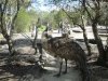 Emu at Walkabout Wildlife Park - Takhle to vypadá, když vám emu zastoupí cestu parkem.