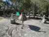 Ou new friend emu at Walkabout Wildlife Park - Pronásledování pštrosem emu, prchli jsme do vzdálenějších partií parku. zde jsme pak viděli aboriginské skalní umění a varana na stromě. hada jsme naštěstí nepotkali, i když prý jsou běžnou součástí australské přírody...