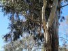 Eucalyptus tree - Nejběžnějším stromem v Austrálii je eukalyptus. Je jich mnoho druhů a některým se takto neuvěřitelně loupe kůra. Jejich typický odér, řekněme vůně, nás provázel na cestách motorkou. To je vlastně důvod, proč tak miluji cestování v sedle motorky. Člověk má zážitky hned o jeden rozměr bohatší - v autě těžko ucítíte vůni okolní přírody.