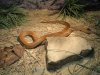 Reptile Zoo Canberra - Tak například toto je jeden z nejběžnějších hadů, kterého můžeme spatřit na kterékoliv farmě za stodolou...