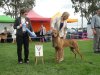 The Rhodesian Ridgeback Club of Victoria 28th Championship Show, 17.05.2014 - Junior Dog Winner MACUMAZAHN PLAYDIT TO THE BEAT. Iva judge comment - tall dog, balanced all over, beautiful head, correct eye, well angulated front and rear, moves well