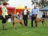The Rhodesian Ridgeback Club of Victoria 28th Championship Show, 17.05.2014 - Dog CC and res.CC - Sup.Ch. ELANGENI DREAM RUN  and Ch. KUSHIKA HOLE IN ONE TD. Iva judge comment: dog CC cat.nr.44 – 7 years old dog, light wheaten, correct contruction, very elegant, sound eye, excellent mover and excellent handled. Dog res.CC  cat.nr. 20 excellent representative of the breed, beautifull head, eye, excellent ridge, ribcage, excellent angulation and movement