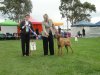 The Rhodesian Ridgeback Club of Victoria 28th Championship Show, 17.05.2014 - Best Puppy Bitch BARTESS HIARA. Iva judge comment:1. cat. nr. 56 – fine feminine type, visible forechest, excellent movement