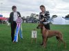 The Rhodesian Ridgeback Club of Victoria 28th Championship Show, 17.05.2014 - Best of Breed and Best in Show Ch. KUSHIKA SECRET BID. Iva judge comment: 5,5 years old, beautiful bitch of good proportions, excellent head, well angulated front and rear, excellent movement with long steps front and rear, and with good drive from rear. Good temperament
