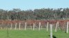 Wineyard in Grampians Estate - Vinice pod pohořím Grampians.