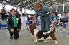 9th National Basset Hound Championship Show, 16.05.2014 - Winner Junior Dog Class, Best Junior and res.CC BEAUCHASSEUR THE COACHMAN. Iva judge comment: Young hound of excellent construction, masculine head, excellent forechest, enough length of forearm to show his "fit-for-function" - enough ground clearance, excellent drive from rear.