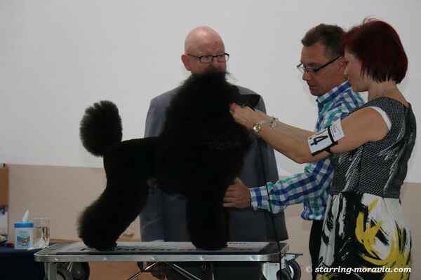 EMIL #1 BEST IN SHOW
SPECIALITY ÖCP STETTEN (A) 27.06.2015