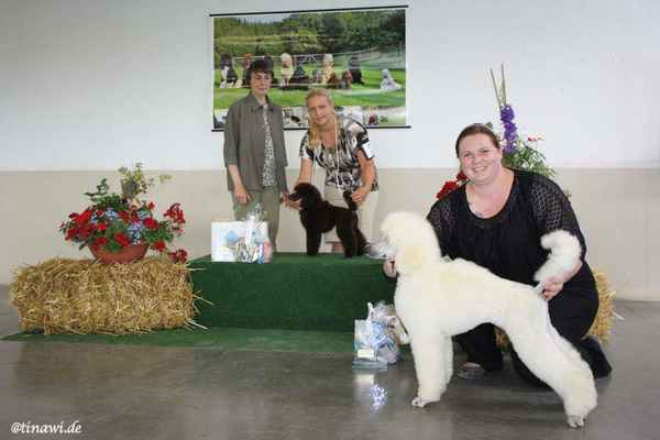 Mona #1 BABY BEST IN SHOW
Speciality Stetten (A) 28.06.2015