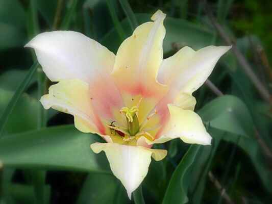 v květu tulipánu je podle Blanky alias "chilici" Ohniváček hřebenorohý (Schizotus pectinicornis) :-)