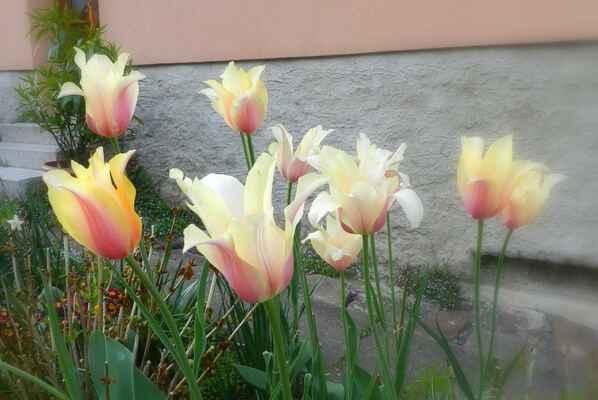 krásné tulipány na záhoně před domkem Firýtových