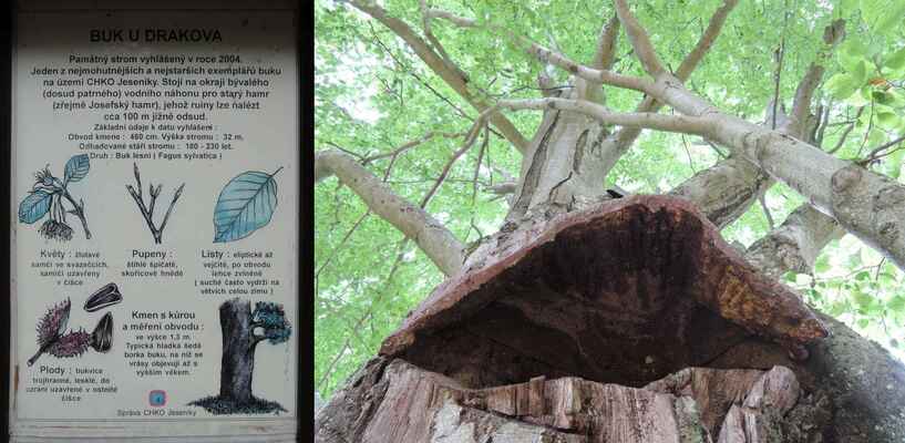jde o památný buk, který byl vyhlášen památným stromem v roce 2004...