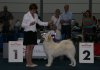 CACIB and CAC Leipzig - August 2012 - Joyce was Exc.2, r.VDH, r.CAC,r.CACIB and Exc.1, Anw.Dt.Ch.,VDH, CAC, Judges: Klas Strack DE and Guido Schäfer DE - VERY THANKS Michaela Semeráková from kenel Jednička for handling and care of my Joyce !!!