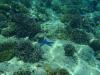 snorkeling cca 100m od brehu - koralove zahrady a rybicky