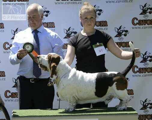 Basset Hound
winner class male
Zvezdochet Canis Haund - 1. place CAC
(Hopeless One HorrorStory x Epifania Canis Haund)